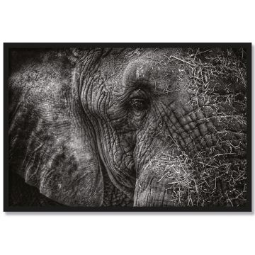 Poster Elefant Herbert