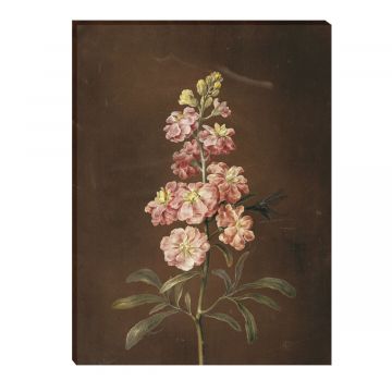 Eine rosa Garten Levkoje von Barbara Regina Dietzsch als Leinwandbild