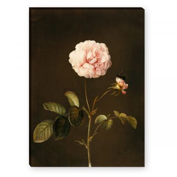 Leinwandbild von Barbara Regina Dietzsch Essig-Rose mit Hummel