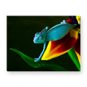 Leinwandbild - Rainforest - Amazonas - Chamäleon - Reptil - Echse