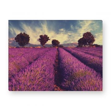 Leinwandbild - Burning Lavender Field - Lavendel - Blumen Feld -
