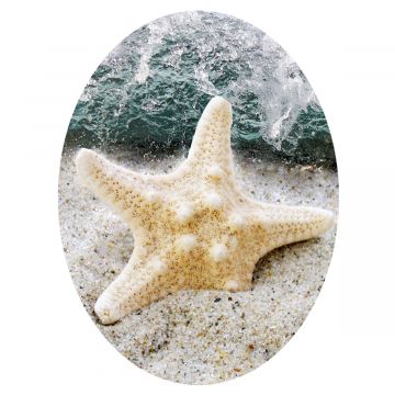 WC Aufkleber Starfish